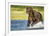 Brown Bear, Katmai National Park, Alaska-null-Framed Photographic Print