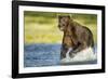 Brown Bear, Katmai National Park, Alaska-null-Framed Photographic Print