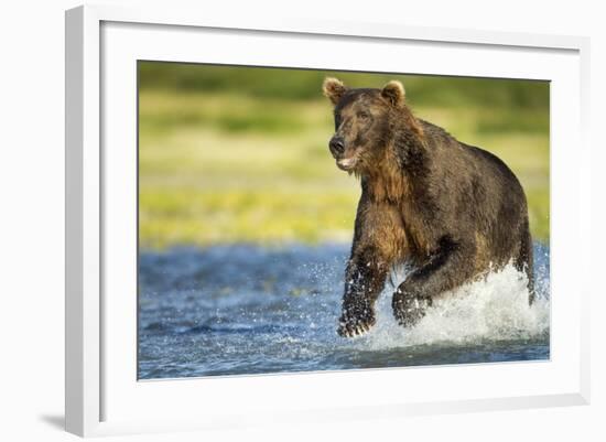 Brown Bear, Katmai National Park, Alaska-null-Framed Photographic Print