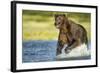 Brown Bear, Katmai National Park, Alaska-null-Framed Photographic Print