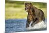 Brown Bear, Katmai National Park, Alaska-null-Mounted Photographic Print