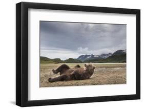 Brown Bear, Katmai National Park, Alaska-null-Framed Photographic Print