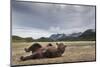 Brown Bear, Katmai National Park, Alaska-null-Mounted Photographic Print