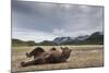 Brown Bear, Katmai National Park, Alaska-null-Mounted Photographic Print