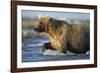 Brown Bear, Katmai National Park, Alaska-null-Framed Photographic Print