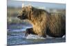 Brown Bear, Katmai National Park, Alaska-null-Mounted Photographic Print