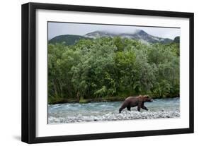 Brown Bear, Katmai National Park, Alaska-Paul Souders-Framed Photographic Print