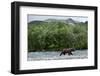 Brown Bear, Katmai National Park, Alaska-Paul Souders-Framed Photographic Print