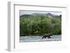 Brown Bear, Katmai National Park, Alaska-Paul Souders-Framed Photographic Print