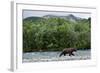 Brown Bear, Katmai National Park, Alaska-Paul Souders-Framed Photographic Print