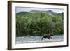 Brown Bear, Katmai National Park, Alaska-Paul Souders-Framed Photographic Print