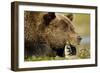 Brown Bear, Katmai National Park, Alaska-Paul Souders-Framed Photographic Print