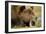 Brown Bear, Katmai National Park, Alaska-Paul Souders-Framed Photographic Print