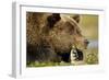 Brown Bear, Katmai National Park, Alaska-Paul Souders-Framed Photographic Print