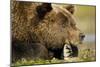 Brown Bear, Katmai National Park, Alaska-Paul Souders-Mounted Photographic Print