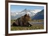 Brown Bear, Katmai National Park, Alaska-Paul Souders-Framed Photographic Print