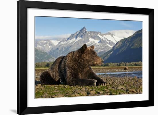 Brown Bear, Katmai National Park, Alaska-Paul Souders-Framed Photographic Print