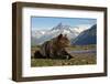 Brown Bear, Katmai National Park, Alaska-Paul Souders-Framed Photographic Print