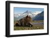 Brown Bear, Katmai National Park, Alaska-Paul Souders-Framed Photographic Print