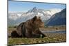 Brown Bear, Katmai National Park, Alaska-Paul Souders-Mounted Photographic Print