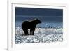 Brown Bear, Katmai National Park, Alaska-Paul Souders-Framed Photographic Print