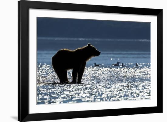 Brown Bear, Katmai National Park, Alaska-Paul Souders-Framed Photographic Print