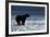 Brown Bear, Katmai National Park, Alaska-Paul Souders-Framed Photographic Print