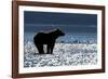 Brown Bear, Katmai National Park, Alaska-Paul Souders-Framed Photographic Print