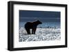 Brown Bear, Katmai National Park, Alaska-Paul Souders-Framed Photographic Print