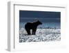 Brown Bear, Katmai National Park, Alaska-Paul Souders-Framed Photographic Print