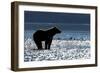 Brown Bear, Katmai National Park, Alaska-Paul Souders-Framed Photographic Print