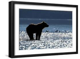 Brown Bear, Katmai National Park, Alaska-Paul Souders-Framed Photographic Print