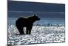 Brown Bear, Katmai National Park, Alaska-Paul Souders-Mounted Photographic Print