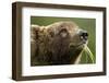 Brown Bear, Katmai National Park, Alaska-Paul Souders-Framed Photographic Print