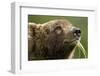 Brown Bear, Katmai National Park, Alaska-Paul Souders-Framed Photographic Print