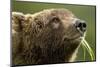 Brown Bear, Katmai National Park, Alaska-Paul Souders-Mounted Photographic Print