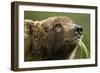 Brown Bear, Katmai National Park, Alaska-Paul Souders-Framed Photographic Print