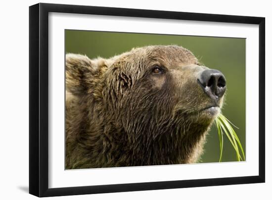 Brown Bear, Katmai National Park, Alaska-Paul Souders-Framed Photographic Print