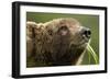 Brown Bear, Katmai National Park, Alaska-Paul Souders-Framed Photographic Print