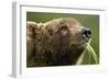 Brown Bear, Katmai National Park, Alaska-Paul Souders-Framed Photographic Print