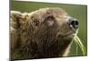 Brown Bear, Katmai National Park, Alaska-Paul Souders-Mounted Photographic Print