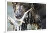 Brown Bear, Katmai National Park, Alaska-null-Framed Photographic Print