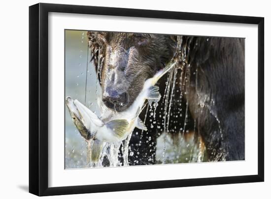 Brown Bear, Katmai National Park, Alaska-null-Framed Photographic Print