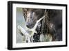 Brown Bear, Katmai National Park, Alaska-null-Framed Photographic Print