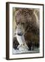 Brown Bear, Katmai National Park, Alaska-null-Framed Photographic Print