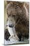 Brown Bear, Katmai National Park, Alaska-null-Mounted Photographic Print