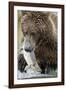 Brown Bear, Katmai National Park, Alaska-null-Framed Photographic Print