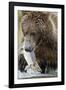 Brown Bear, Katmai National Park, Alaska-null-Framed Photographic Print