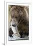 Brown Bear, Katmai National Park, Alaska-null-Framed Photographic Print