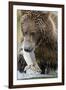 Brown Bear, Katmai National Park, Alaska-null-Framed Photographic Print